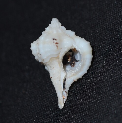 Haustellum haustellum observed 2026-07-11