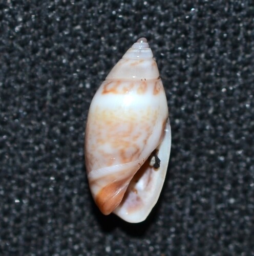 Olivella mutica observed 2026-07-11
