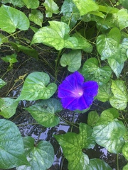 Ipomoea purpurea