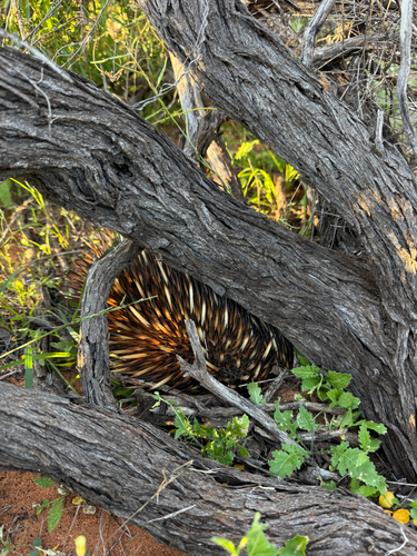 Western Short-beaked Echidna