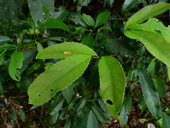 Turpinia ternata