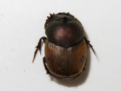 Onthophagus coenobita