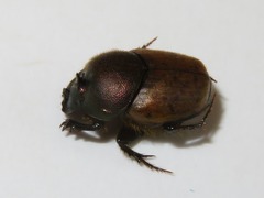 Onthophagus coenobita