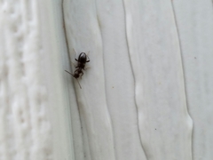 Malporus formicarius