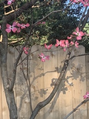Cornus florida rubra