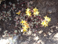 Sedum debile, photograph (c) crothfels, some rights reserved (CC BY)