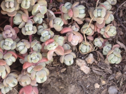 Sedum debile, photograph 4