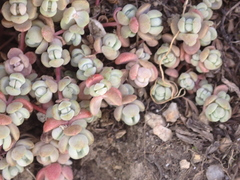 Sedum debile, photograph (c) crothfels, some rights reserved (CC BY)