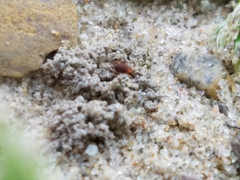 Balaustium