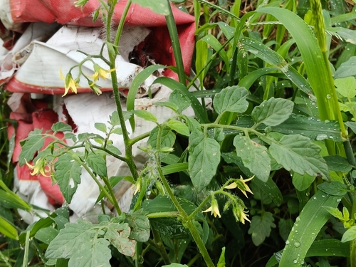 tomato