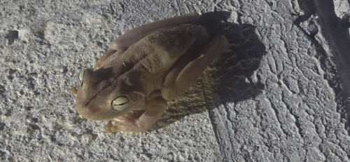Rosenberg's Gladiator Frog