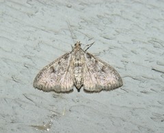 Palpita arsaltealis