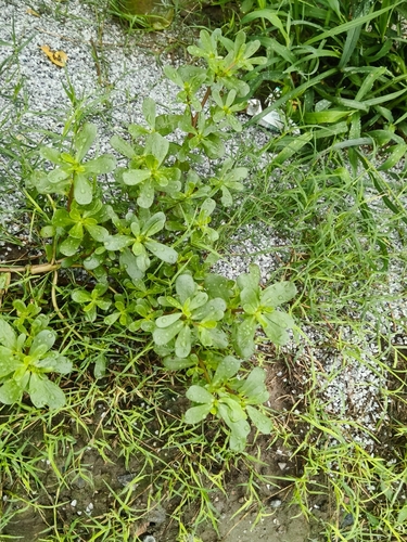 Common Purslane