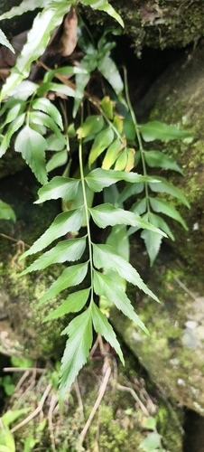 Asplenium falcatum observed 2026-07-29