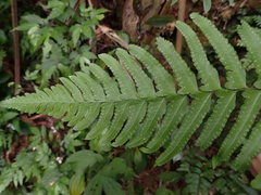 Microlepia marginata bipinnata