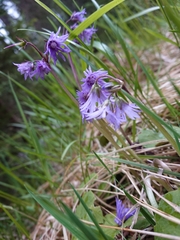 Soldanella montana