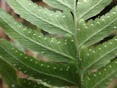 Microlepia marginata bipinnata