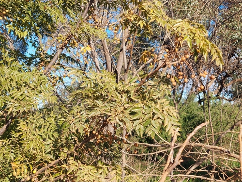 Chinaberry