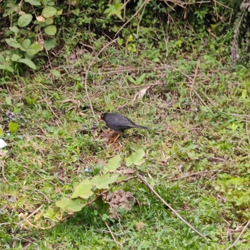 Indian Blackbird (Turdus simillimus), photo 4