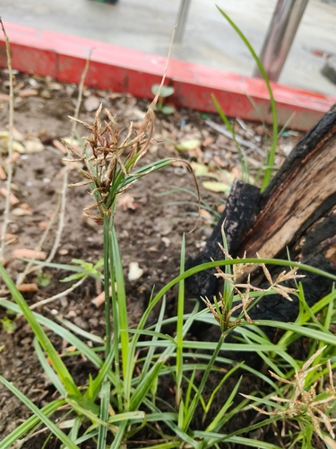 Purple nutsedge