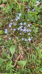 Houstonia caerulea