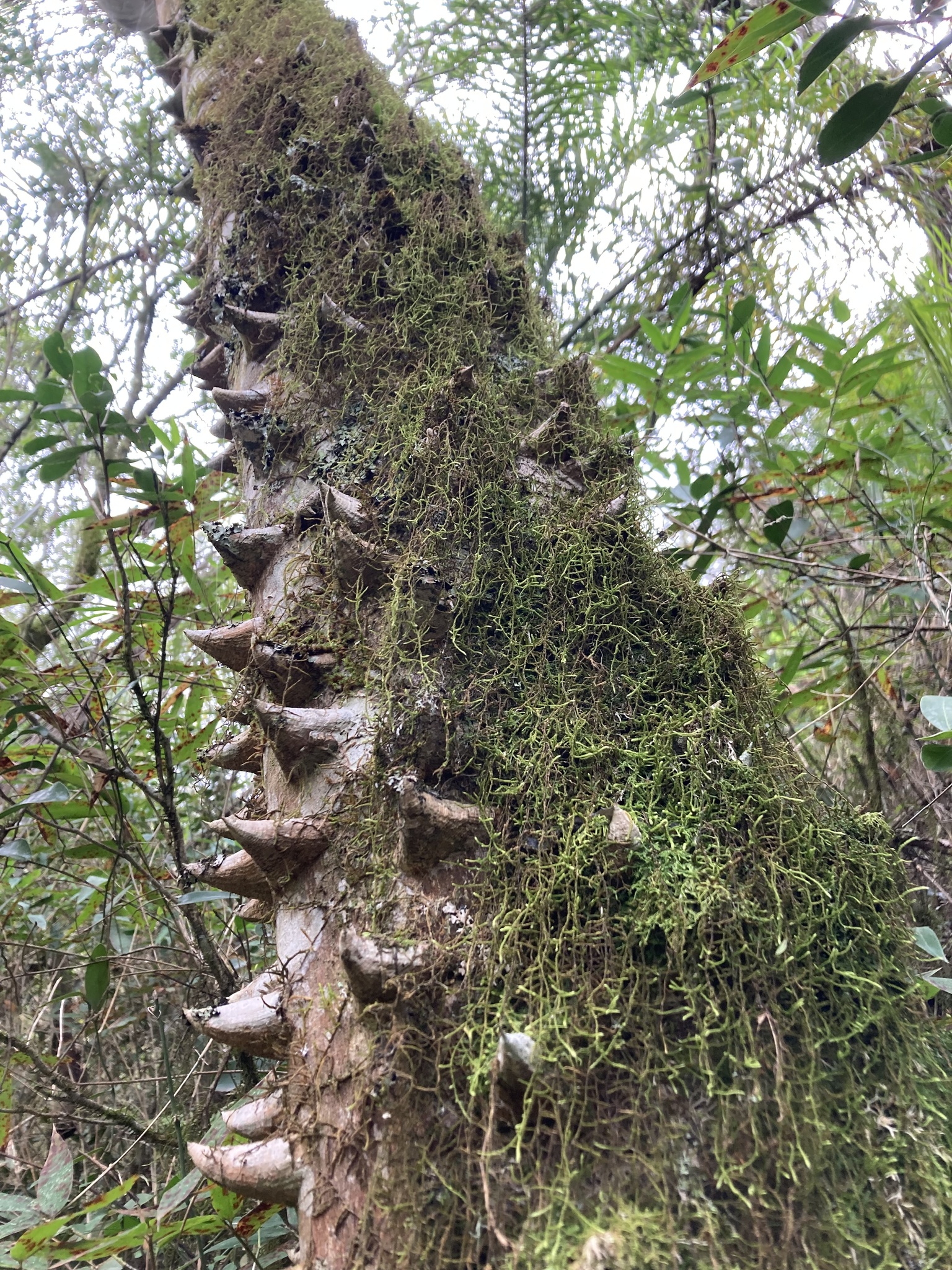 Foto de Zanthoxylum rhoifolium Lam.