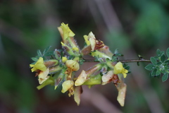 Chamaecytisus hirsutus
