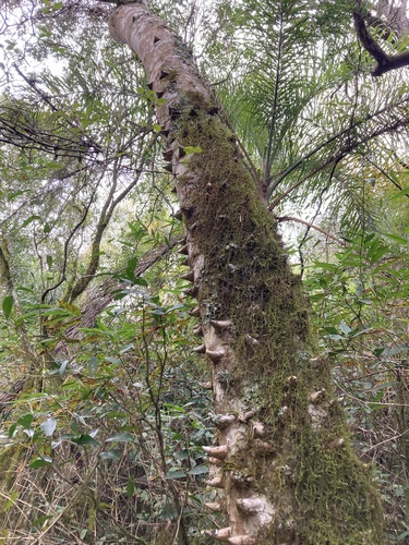 Zanthoxylum rhoifolium, photograph 2