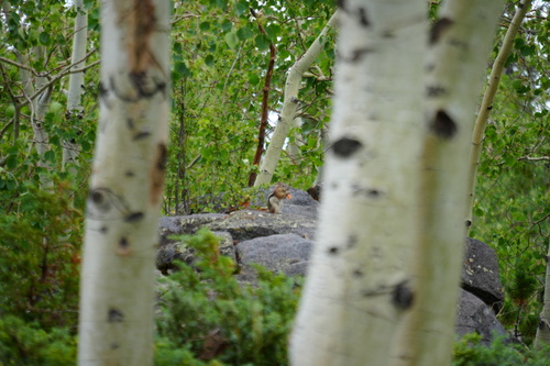 Common Golden-mantled Ground Squirrel
