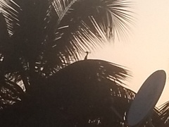 Pavo cristatus