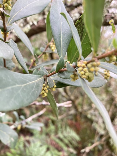 Azara uruguayensis, photograph 1