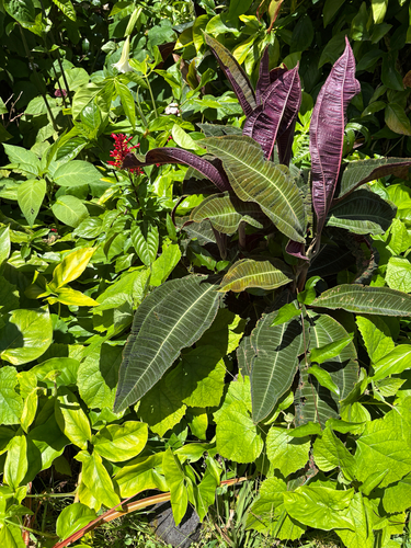 Miconia calvescens observed 2026-07-28