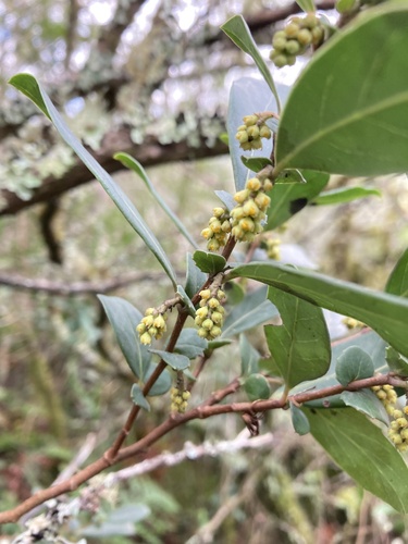 Azara uruguayensis, photograph 2