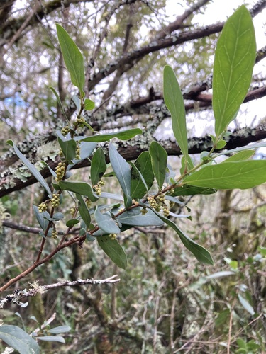 Azara uruguayensis, photograph 3