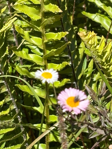 Erigeron karvinskianus observed 2026-07-28