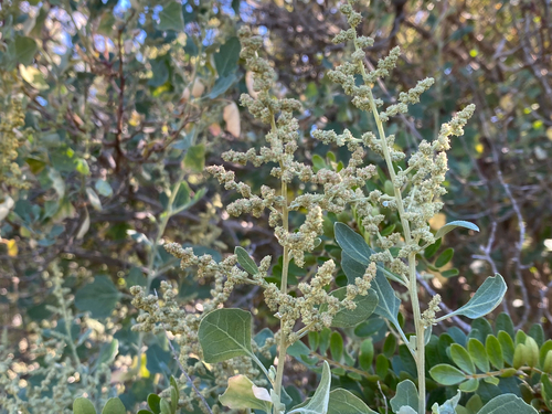 Chenopodium oahuense observed 2026-07-28