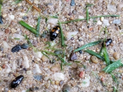 Glischrochilus fasciatus