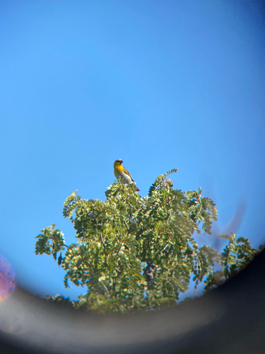 Loxioides bailleui observed 2026-07-28