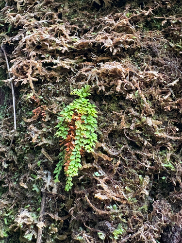 Adenophorus hymenophylloides observed 2026-07-28
