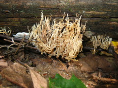 Artomyces pyxidatus