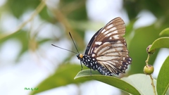 Euripus nyctelius