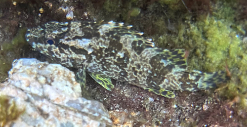 Oblong rockfish (Sebastes oblongus) — Sebastidae — 5