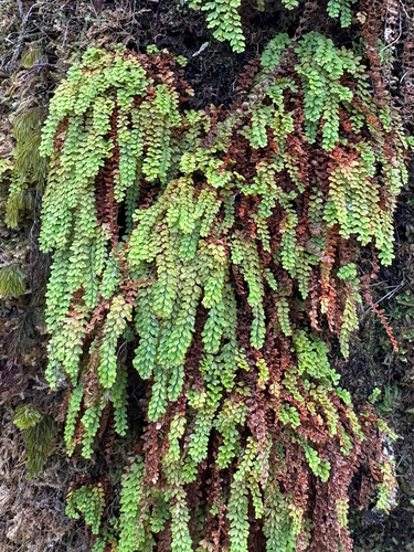 Adenophorus hymenophylloides observed 2026-07-28