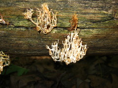 Artomyces pyxidatus
