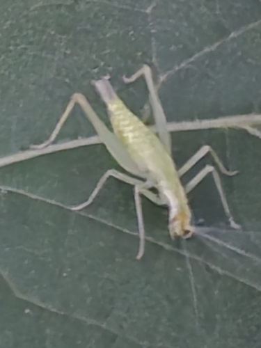 Snowy Tree Cricket photo 5
