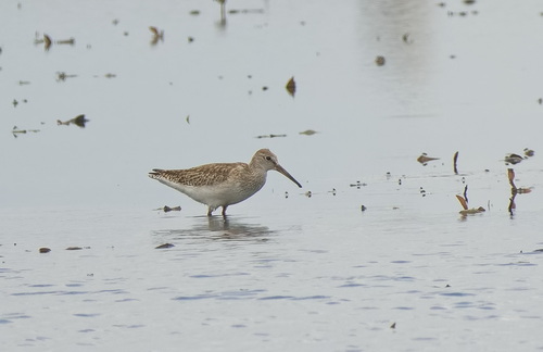 Common Redshank