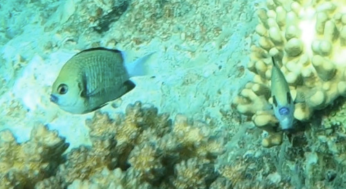Dascyllus reticulatus observed 2026-07-29
