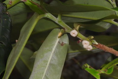 Diospyros blancoi