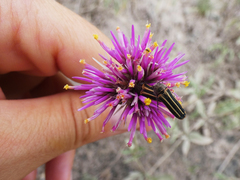 Gomphrena pulchella