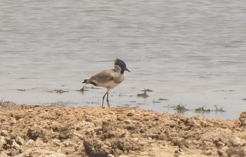 River Lapwing